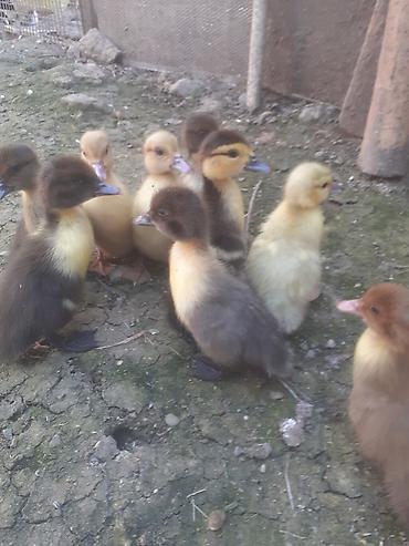 Ördəklər: Erkək, | Macar, Damazlıq, Ünvandan götürmə — 7