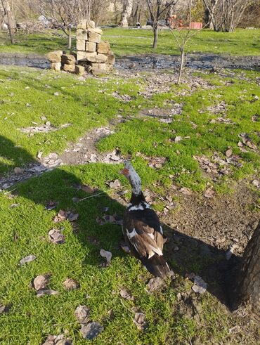 Ördəklər: Salam super damazliq ve kesimlik ucun agir heyvanlardi ag krasnadarlar — 2