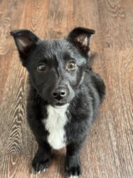 фонд помощи животным: Отдам в добрые руки!!!Щенок,девочка,2-3 месяца,очень ласковая,вырастет