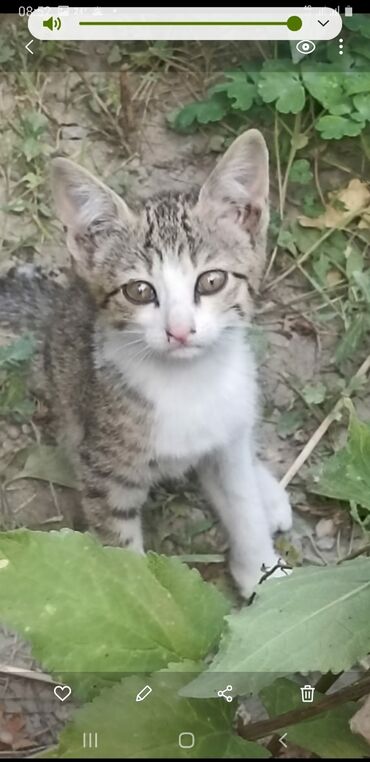 шотландская прямоухая кошка цена: Котёнок с короткой шерстью, светло-коричневого окраса табби с белыми