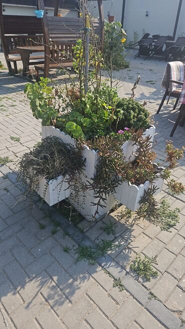 аренда плейстейшен 4: Restoran ve bag evleri ucun.Gulqabilari ici dolu torpagi agaci hazir