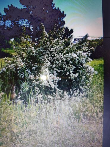 Садовые цветы и кустарники: Саженцы цветка: Платная доставка — 22