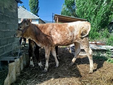 А/ч жаныбарларын сатам: Сатам | Бука (эркек), Кунаажын | Голштин, Алатоолук | Көбөйтүү үчүн, Сүт алуу үчүн | Жасалма уруктандырылган