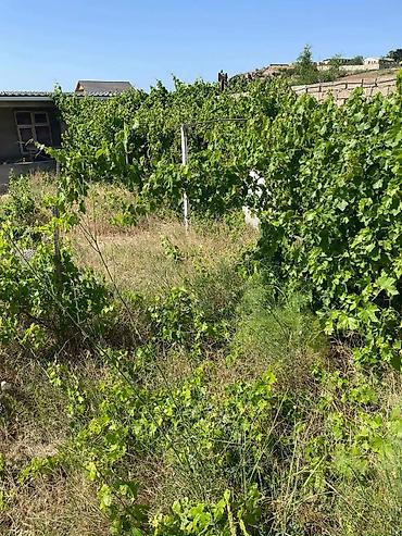 Torpaq: 12 sot, Tikinti, Mülkiyyətçi, Kupça (Çıxarış) — 4