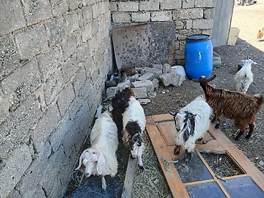 sannen keciləri: Salam Keçiləri Satılır 11 baş.heynvadi 8 çəpiş 3 ana keçi üstü üstə — 3