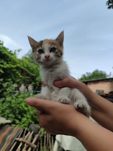Кошки: Беспородная, 2 месяца, Девочка, Черепаховый
