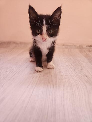 . 1.5месяца, приручен к лотку. отдам в Хорошие руки. активный и at lalafo.kg . 1.5месяца, приручен к лотку. отдам в Хорошие руки. активный и