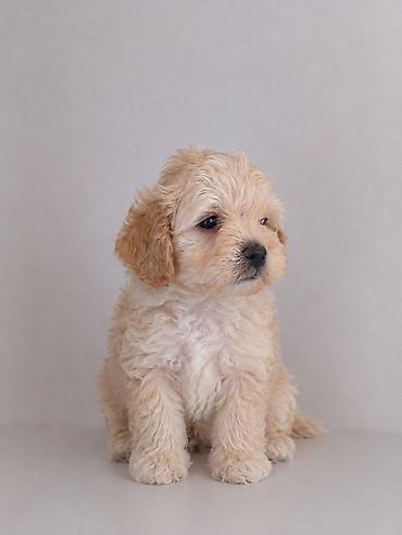 mini lop: Mini ölçülü, krem rəng tonlarında, qıvırcıq tüklü balaca Maltipoo F1 — 3