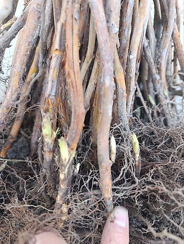 Tayberry saplings & cuttings: 🌿 Полана жана Полька 🌿( Оригинал сорт ) мөмөсу 🍇 Чон чон одборный — 10