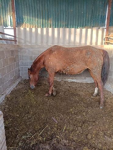 Лошади, кони: Продаю | Кобыла (самка) | Для разведения — 8