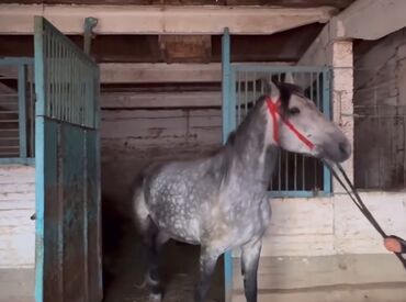 Лошади, кони: Продаю | Жеребец | Конный спорт | Племенные — 3