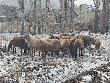 Баран, овца: Продаю | Овца (самка) | Для разведения | Матка — 5