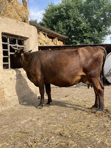 быки кара балта: Продаю | Корова (самка) | Алатауская | Для разведения, Для молока | Искусственник