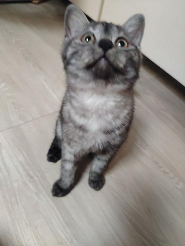 Pişiklər: Yaxşı əllərə — 3