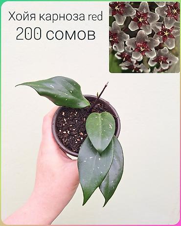 Другие комнатные растения: • Комнатные растения (укоренённые черенки/детки/молодые — 15