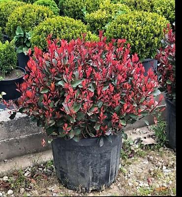 Tinglər: Salam isdenilen nov meyve tinglerini ve dekorativ aqaclari tam orjinal — 18