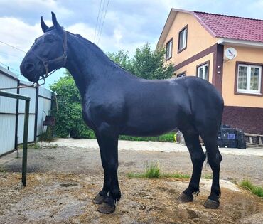 купить лошадь 180 см в холке: Продаю | Конь (самец), Жеребец | Для разведения, Конный спорт | Осеменитель