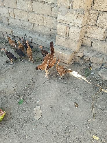 ucuz quslar: Toyuq, Damazlıq — 3