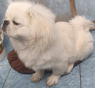 ev heyvan: Pekines, 2 ay, Erkek, Peyvəndli, Pulsuz çatdırılma