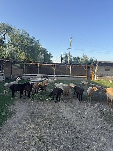 бараны продаю: Продаю | Баран (самец) | Для разведения — 2