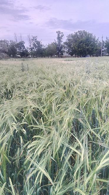 Продажа участков: 129 соток — 15