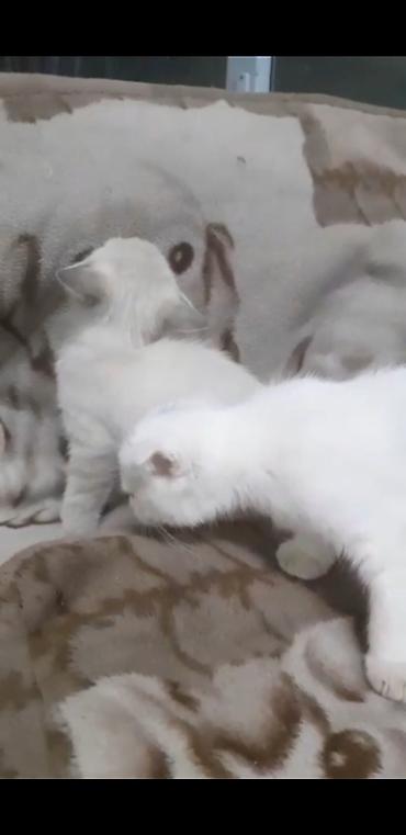 Кошки: В добрые руки — 1