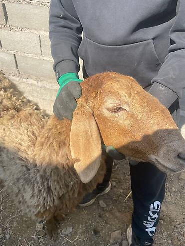 Баран, овца: Продаю | Овца (самка), Ягненок | Для разведения | Матка — 2