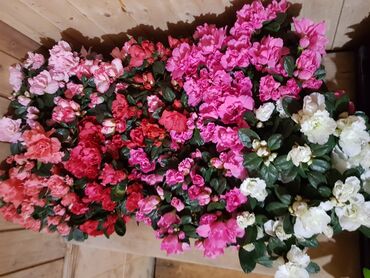 Комнатные растения: Комнатные цветочки к 8 марта, высшего качества оптом и в розницу