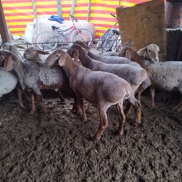 рамановские овцы: Продаю | Баран (самец) | Кастрированные