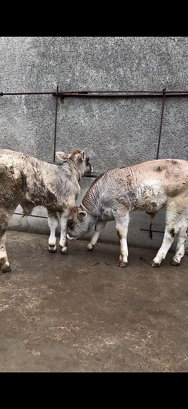 Dana, buzov: Məhsul: Dana balaları (2 baş) Xüsusiyyətlər: - Cins tipi: yerli -da lalafo.az — 3 Dana, buzov: Məhsul: Dana balaları (2 baş) Xüsusiyyətlər: - Cins tipi: yerli — 3