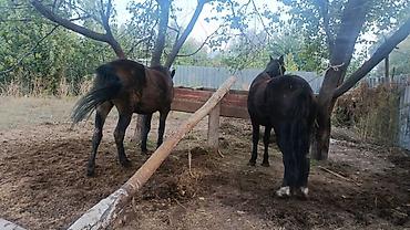 Продам с/х животных: Продаю | Кобыла (самка) | Полукровка | Рабочий | Племенные — 3