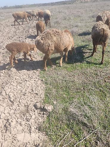 Баран, овца: Продаю | Овца (самка) | Арашан — 7