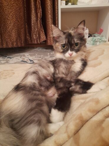 котят в добрые руки: Кошка даром: Беспородная, 2 года, Девочка, Приучена к лотку