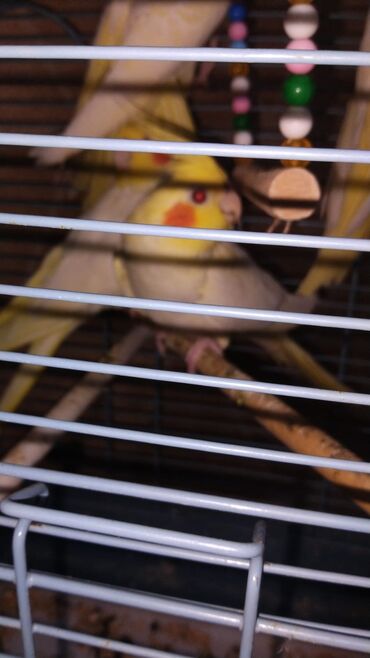 Tutuquşları: Bozlar 35 azn Sarilar 40 Azn Əl quşlari 60-70 Azn 100 Azn tam rucnoy — 2