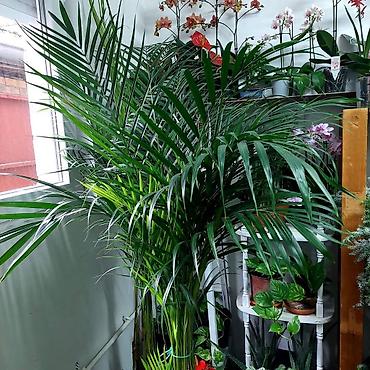 bed: Areca palma velika — 1