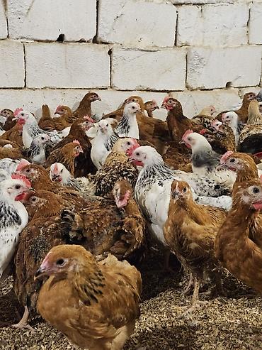 K/t heyvanları və malları: Toyuq cücələri, Ətlik, Ödənişli çatdırılma — 5