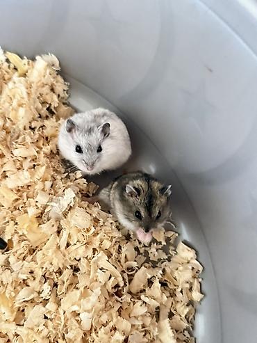 sudluk inekler satisi: 2 eded hamster — 2