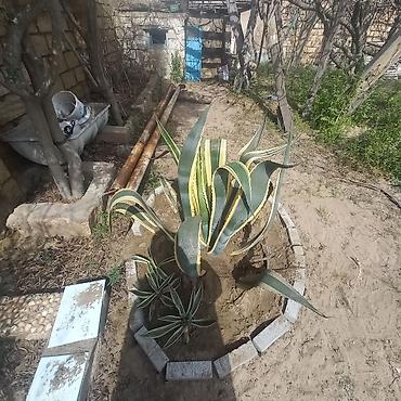 su dasl: Aqava americana “Variegata” – dekorativ sukulent - Növ: Agave — 5