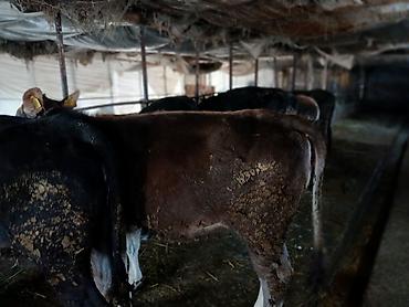 Коровы, быки: Продаю | Тёлка | На забой | Привязанные — 1