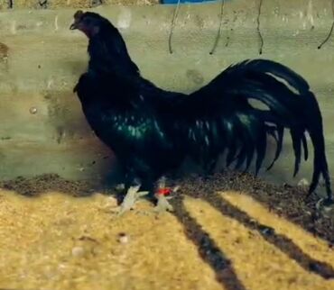 Xoruzlar: Tek 100 ayam zemani cut 200m .qap — 14