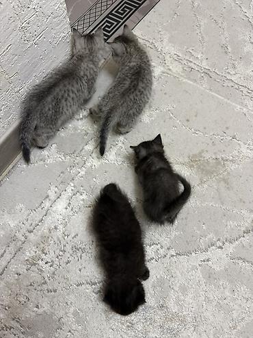 Отдам даром кошку: Котята ищут заботливых хозяев 🐾 Отдам котят в добрые, ответственные — 5