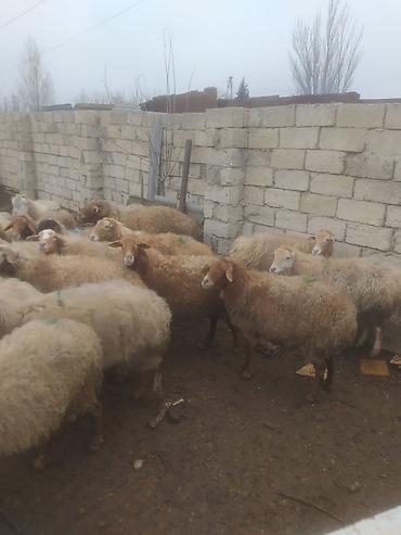 Qoyunlar, qoçlar: Qoyunlar, qoçlar — 15