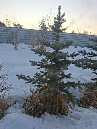 Декоративные деревья: Саженцы деревьев: Ели — 9