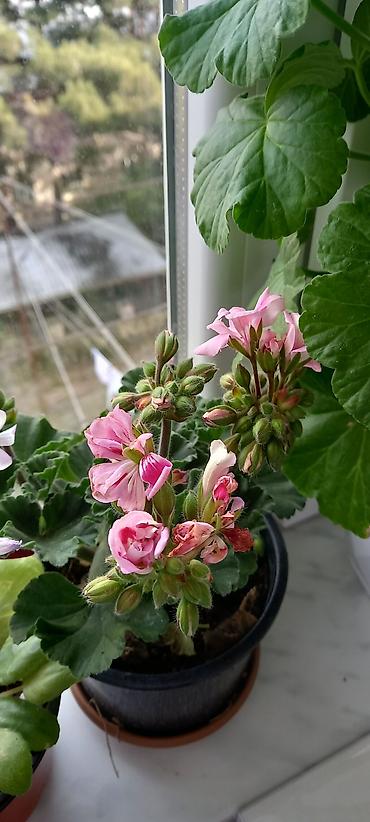 nokia yarpaq: Satılır: otaq gülləri kolleksiyası - Sardunya (Pelargonium) – bir — 2