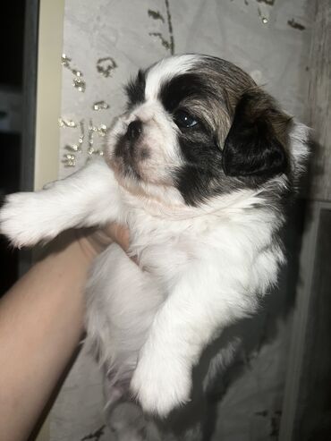 İtlər: Pekines, Dişi, Ünvandan götürmə — 3