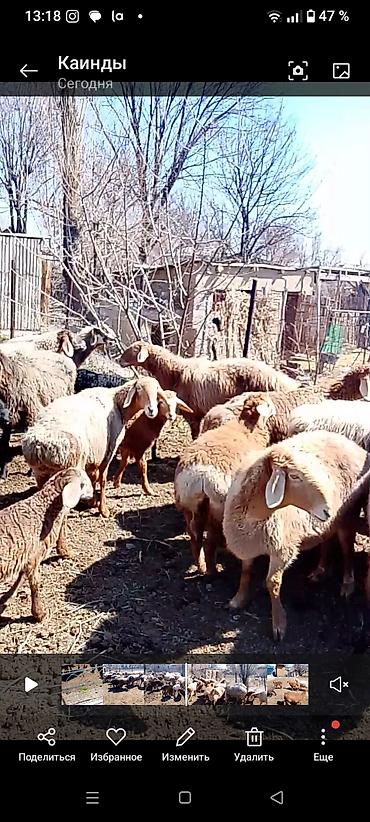 Баран, овца: Продаю | Овца (самка) | Для разведения | Матка — 10