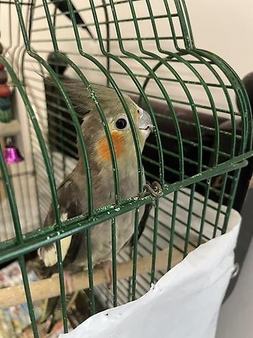 хары бюльбюль купить: Nimfa (cockatiel) papağanı və qəfəsi - Növ: Nimfa (cockatiel) - Rəng — 2