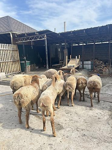 Баран, овца: Продаю | Овца (самка) | Для разведения | Ярка — 4