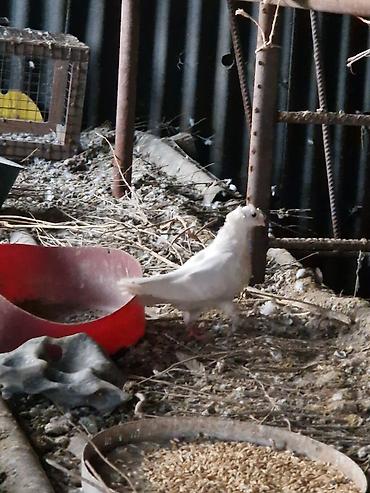 Другие с/х животные: Порода: СРОЧНО МОГУ ПРОДАТЬ ОПТОМ ЦЕНОЙ НЕ ОБИДЕМ декоративные голуби — 16