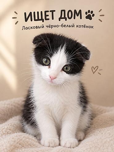 продажа домашних животных: 3 месяца, Мальчик — 1